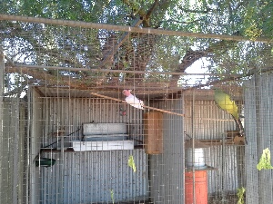 pink and grey galah reduced.jpg